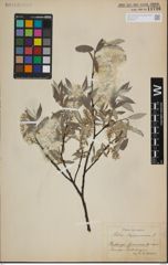 Foto von Salix lapponum L.